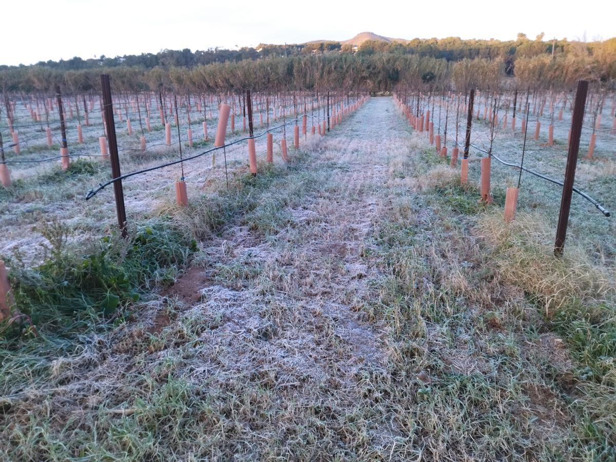 Las gélidas temperaturas que se dan en invierno en esta partida son excelentes para los viñedos