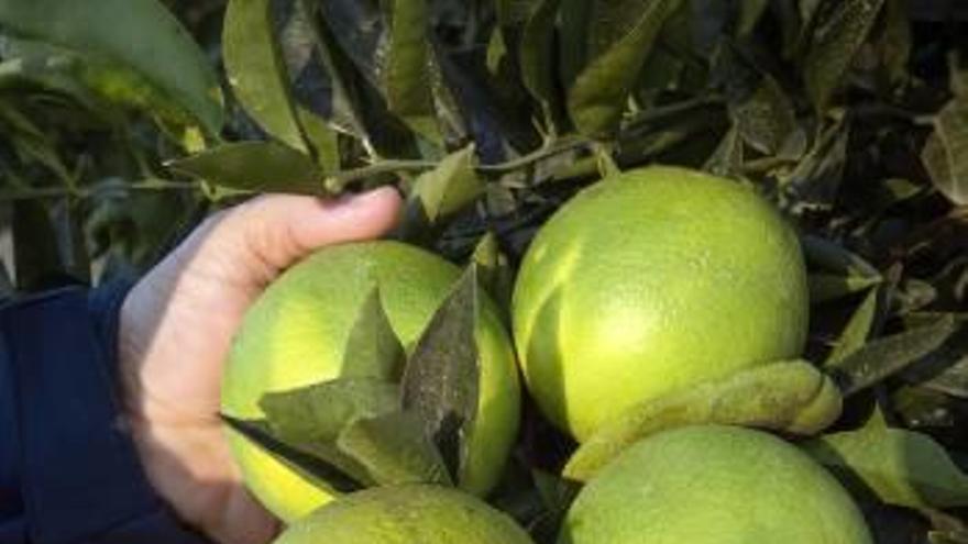 Naranjas en una explotación oriolana en noviembre de 2016.