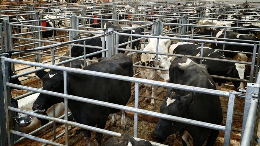 La Central encadena otro récord en el vacuno mayor: 2.567 euros de media