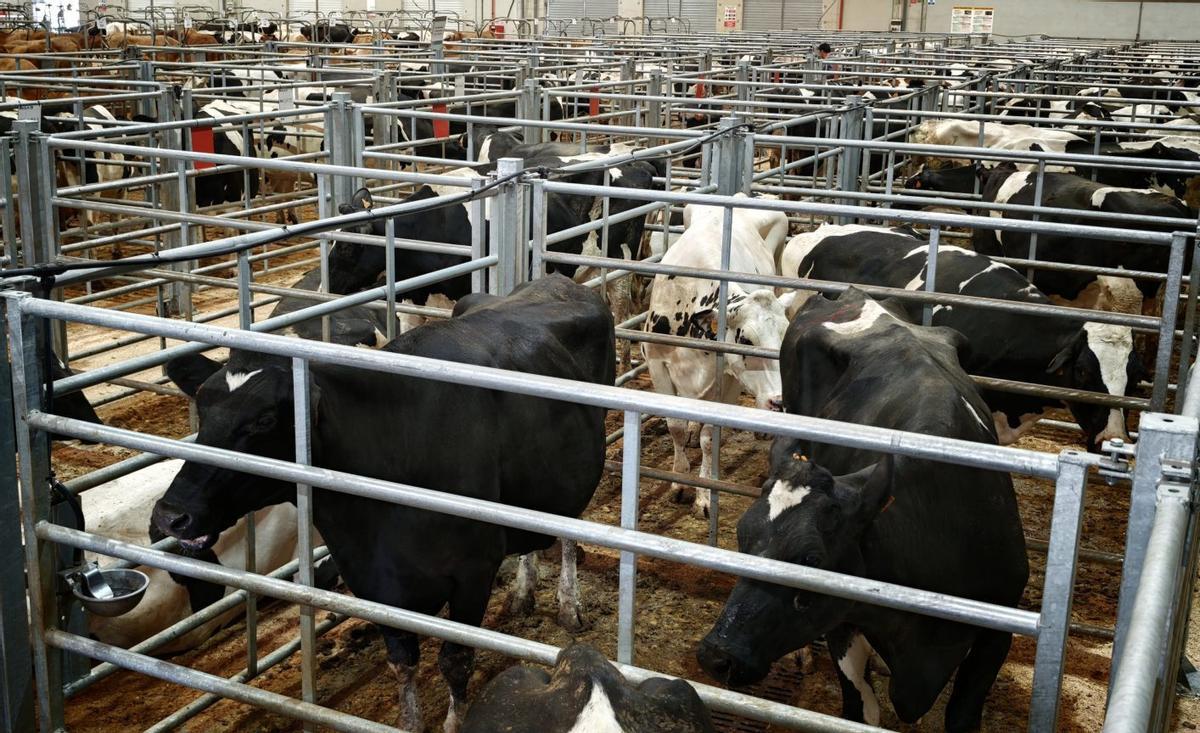 Vista general de la nave de vacuno mayor, ayer, en Silleda. |