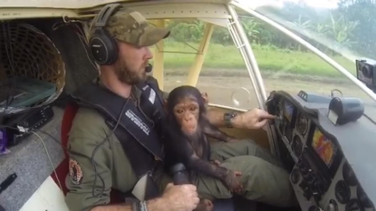 Anthony Caere llevó en su regazo a la cría de chimpancé que acababan de rescatar de los cazadores furtivos en el Congo.