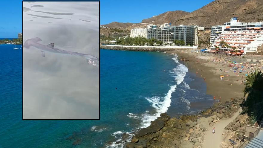 Cierran la playa de Patalavaca para proteger a una familia de tiburones martillo