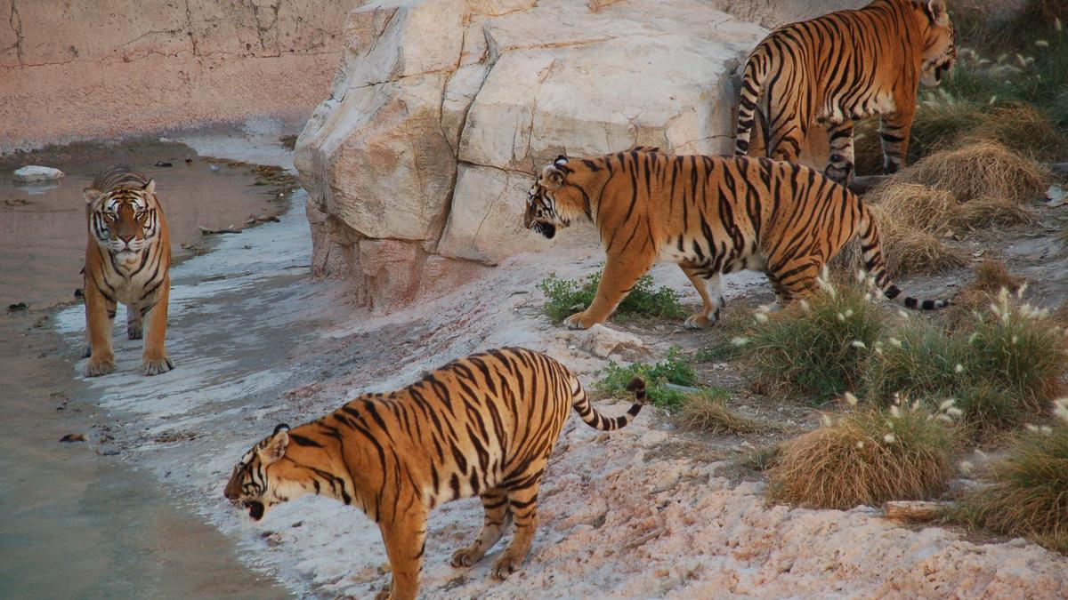 En Asia también viven tigres de Bengala