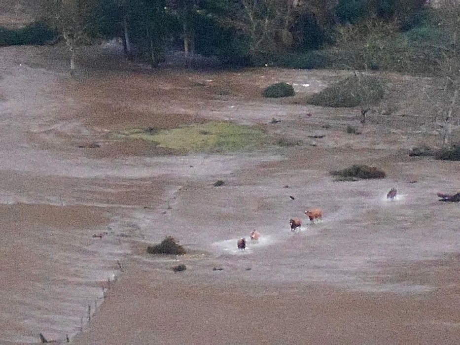 Vacas atrapadas en el río Nalón, desbordado a su paso por la Vega de Forcinas (Pravia)