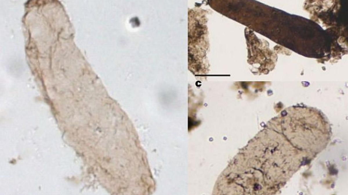 Imágenes de especímenes de microfósiles de Navifusa majensis.