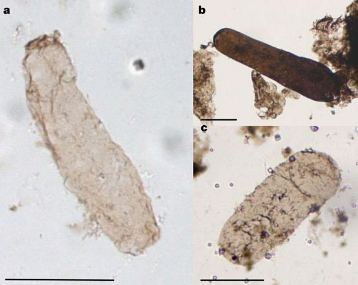 Descubren la evidencia más antigua de la fotosíntesis en la Tierra
