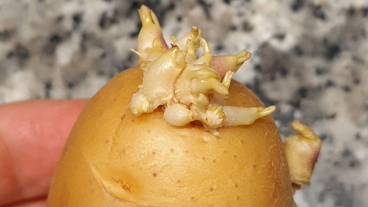 ¿Qué ocurre si como una patata germinada con brotes y/o raíces?