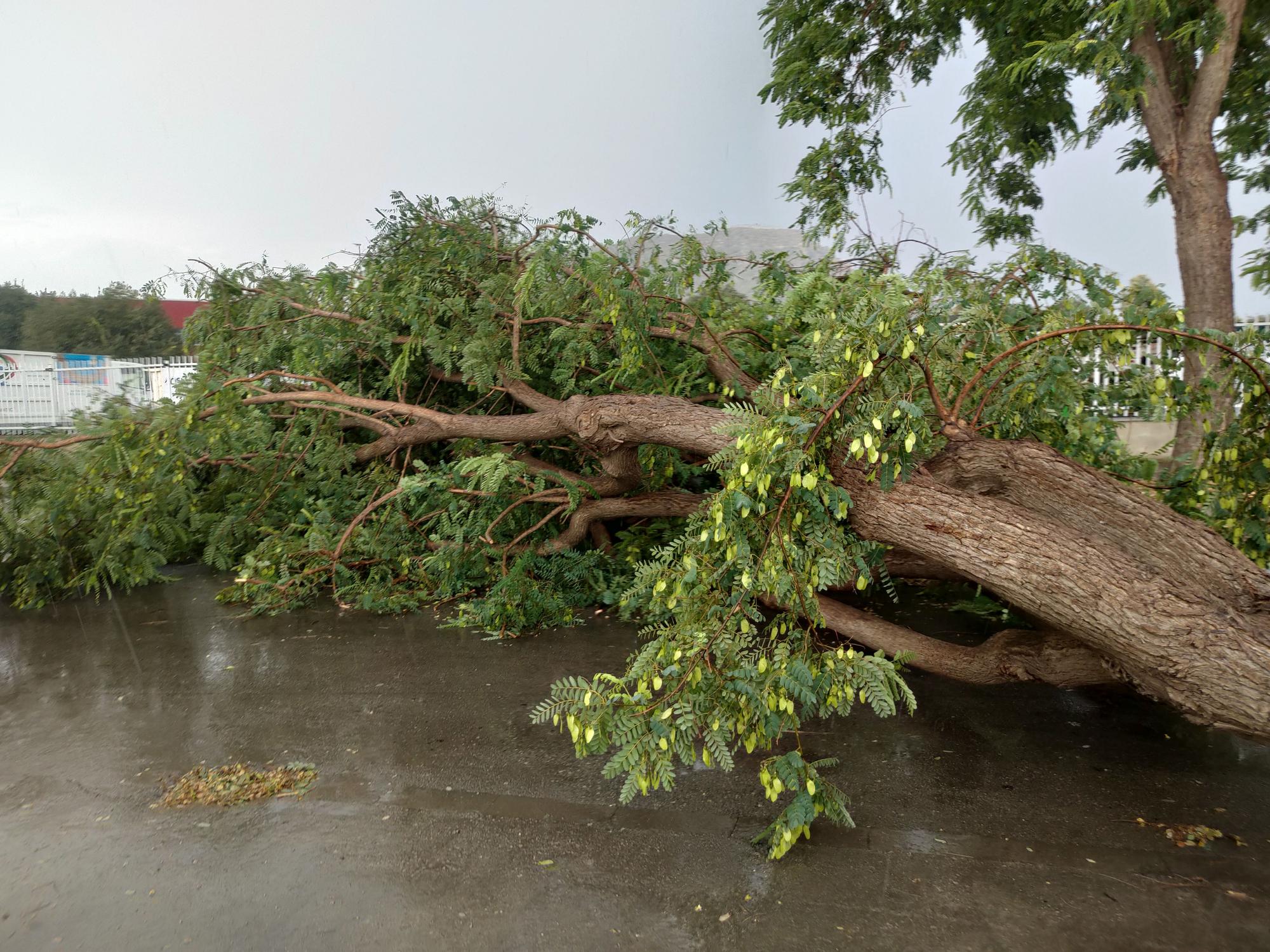 Ramas caídas y árboles arrancados en Xàtiva tras la tormenta del fin de semana