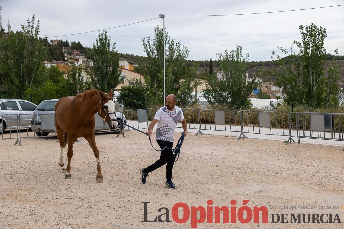 Control veterinario de los Caballos del Vino en Caravaca