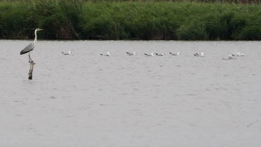 Los males de l&#039;Albufera