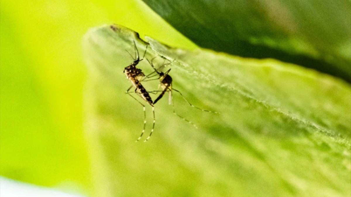 Sexo entre Aedes aegypti: los mosquitos concretan sus encuentros en pocos segundos.