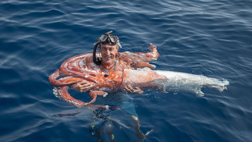 Rescata un calamar gigante en el canal entre las islas de Tenerife y La Gomera