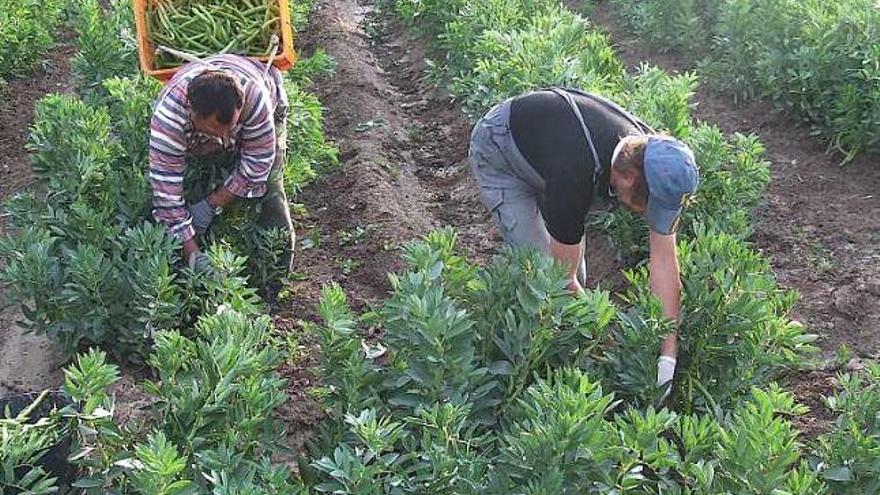 El campo cosecha beneficios