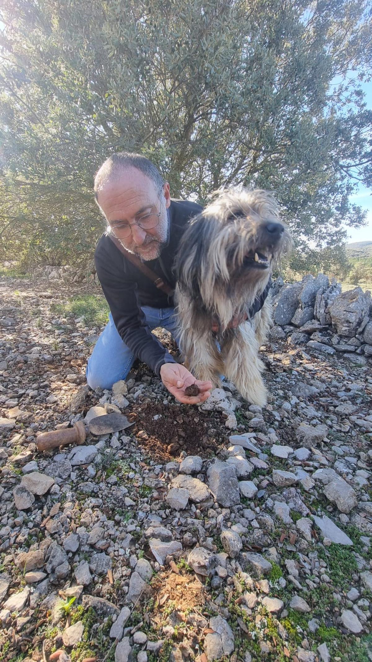 Julio Bayot, recolector de Ares, recoge una trufa con ayuda de su perro. Cree que la temporada no será muy buena y habrá poca cantidad.