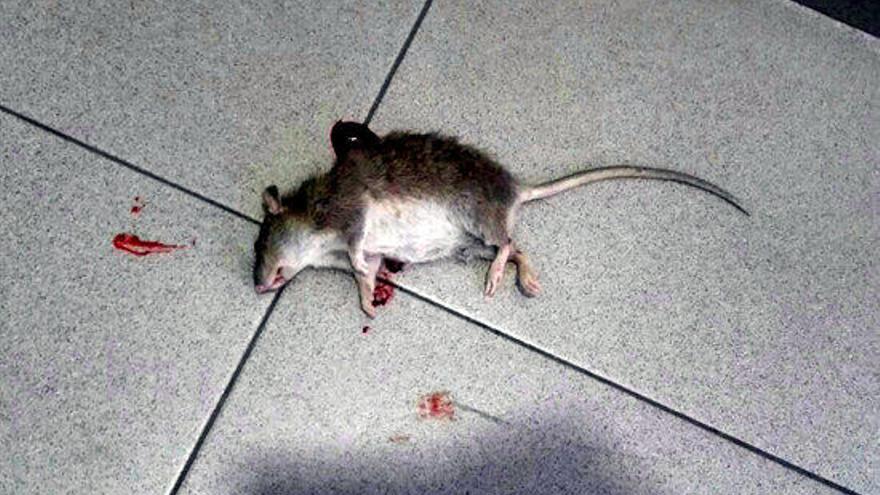 Una imatge de la rata localitzada la setmana passada