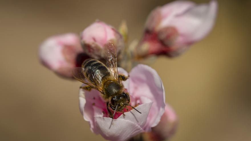 Las abejas, aliadas inseparables de la Floración en Cieza