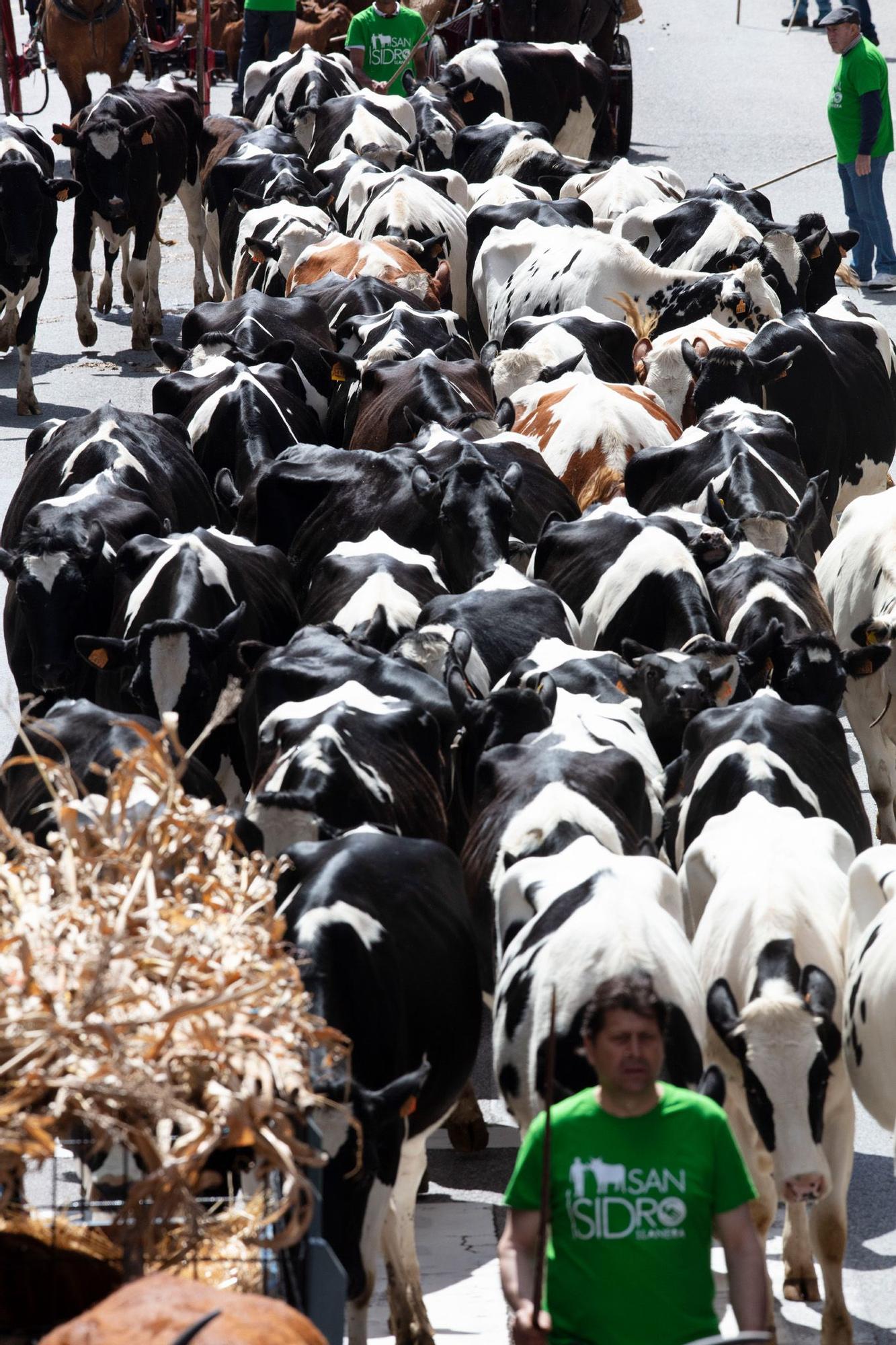 Regresa el espectacular desfile de carros y reses a Posada: Llanera ya organiza la cita de este año