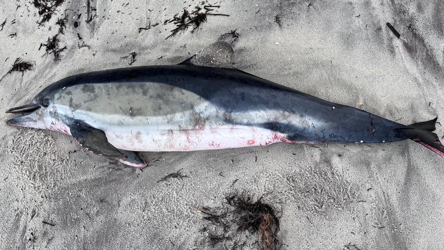 El mar arrastra un delfín muerto hasta una playa de Coruxo