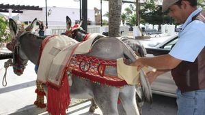 El Ayuntamiento quiere incrementar el bienestar de los animales