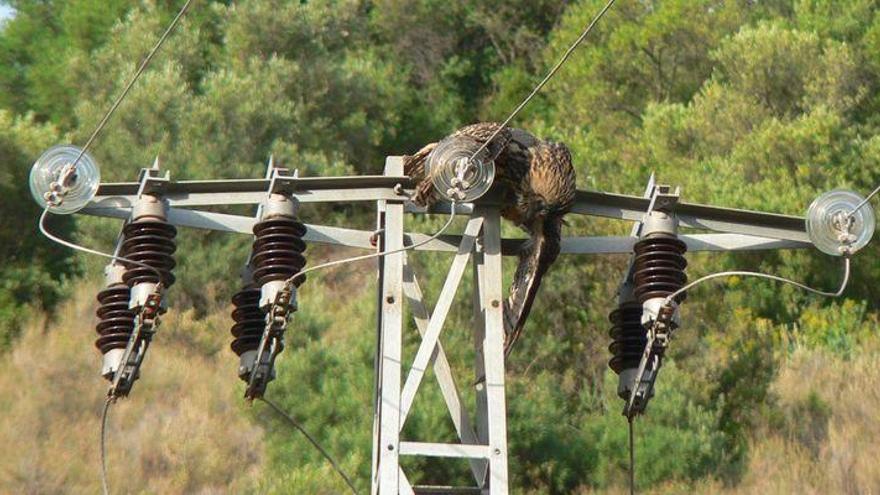 1.400 aves fallecen en seis años en la Comunitat por el tendido eléctrico