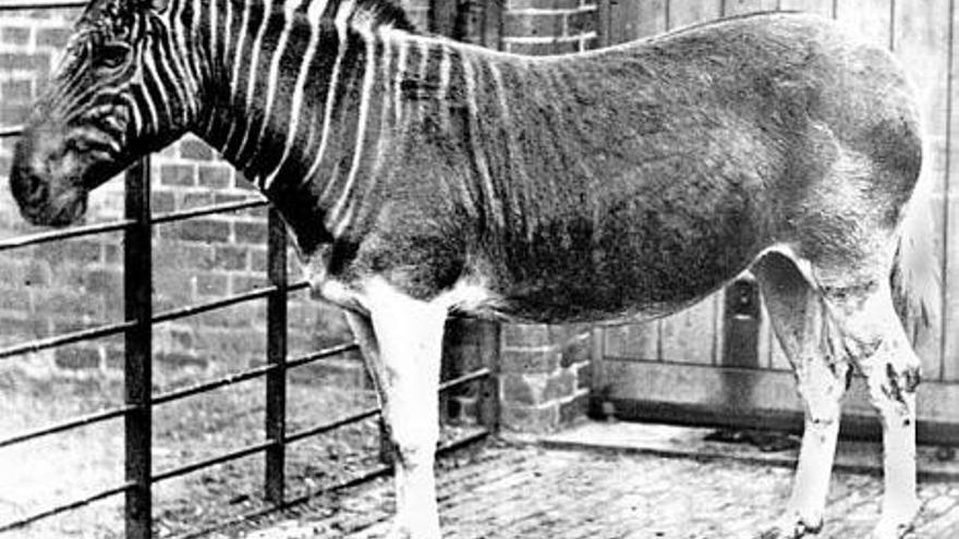 La única imagen existente de un quagga, tomada en 1870 en el zoo del Regent&#039;s Park de Londres.