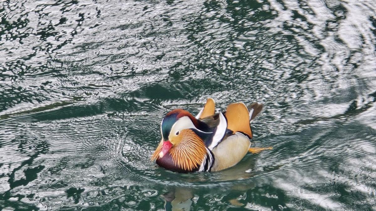 El colorido pato mandarín de Mina Mercedes, en el Concello de Valga.