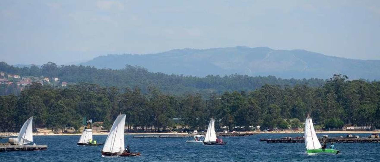 Varias dornas navegan entre A Illa e O Terrón na tradicional Volta á Arousa. // Noé Parga