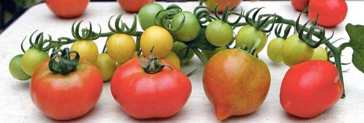 Erste Ergebnisse durch Veredelung der Tomaten