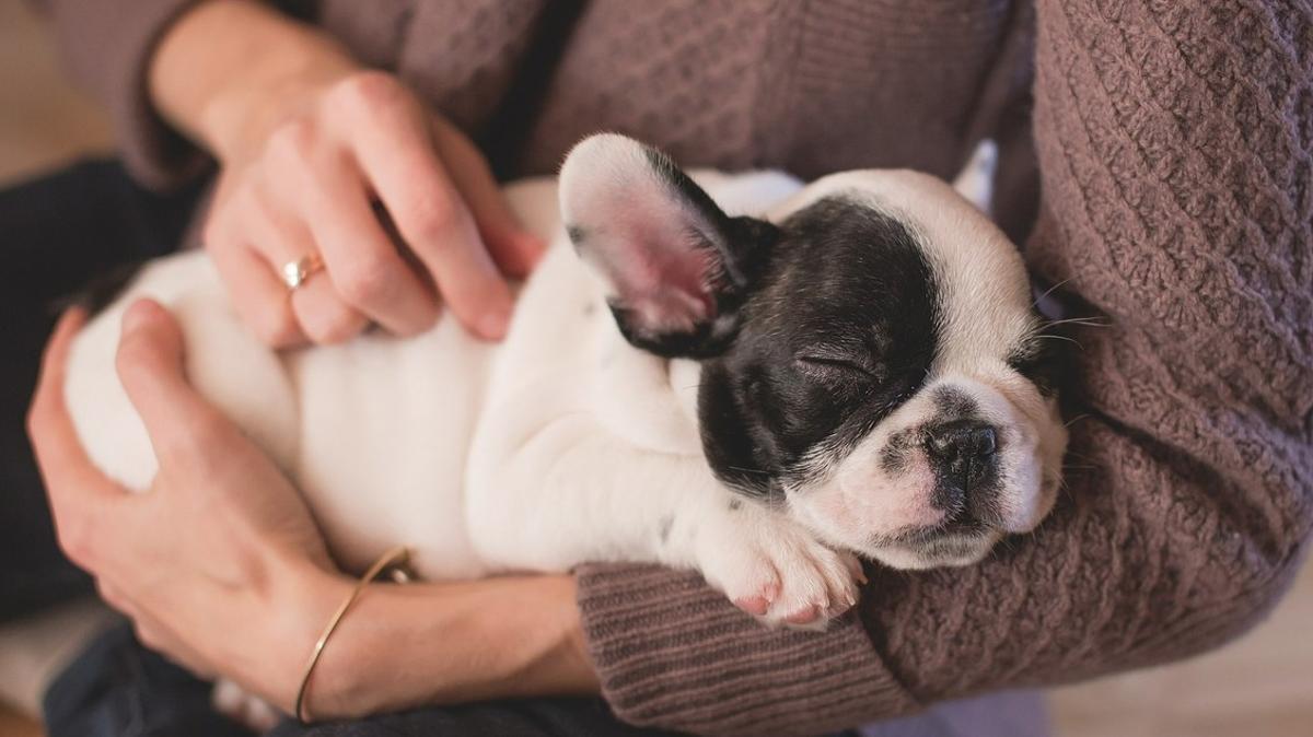 Un perro bulldog en manos de una mujer que lo acaricia