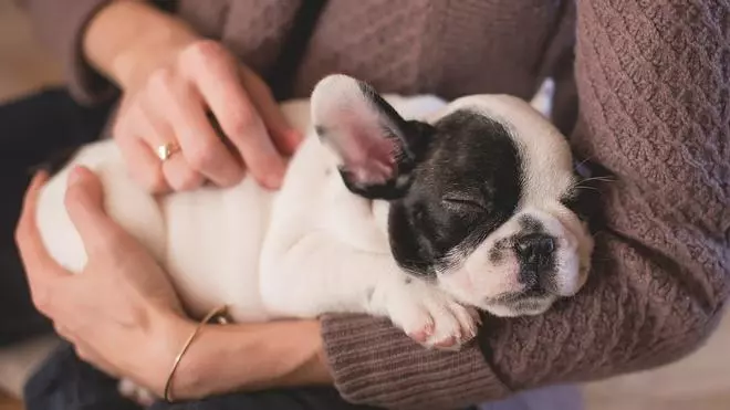 ¿Te vas por Semana Santa? Una app te ayuda a encontrar cuidador gratis para tu perro estos días