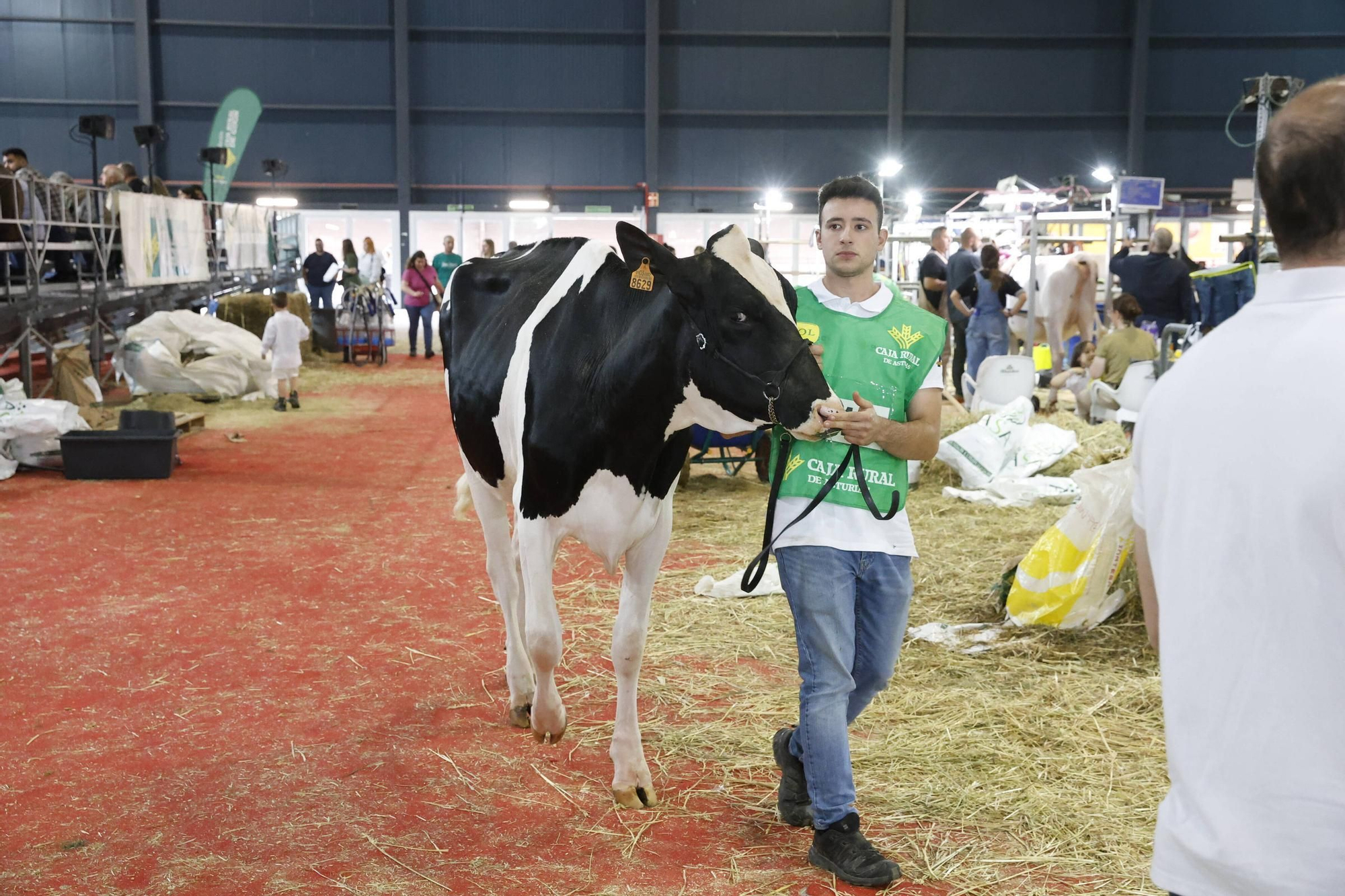 El concurso en Gijón de la mejor vaca de Asturias, en imágenes