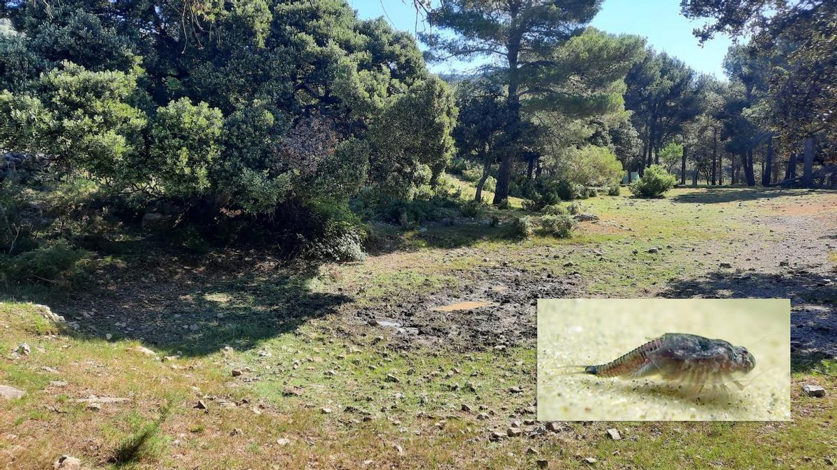 Detectan una especie de crustáceo, que ya existía hace 250 millones de años, en el monte Vallivana (Morella).