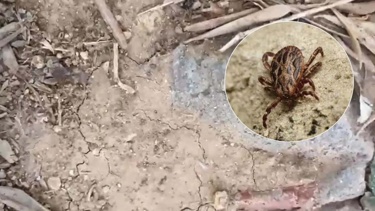 La carrera de las garrapatas para llegar a un agricultor en Turís