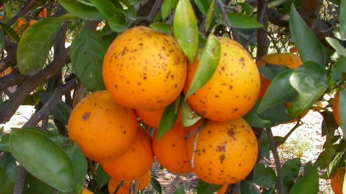 Naranjas afectadas por la enfermedad de la mancha negra.