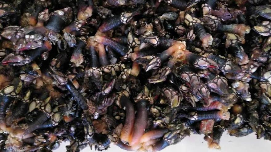 Percebes y centollos decomisados por Inspección Pesquera.