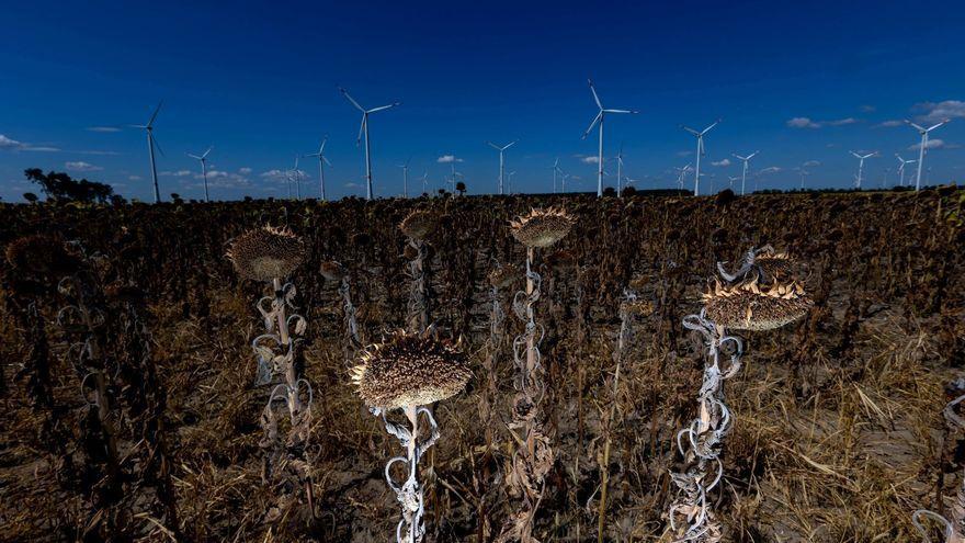 Girasoles quemados por el sol.