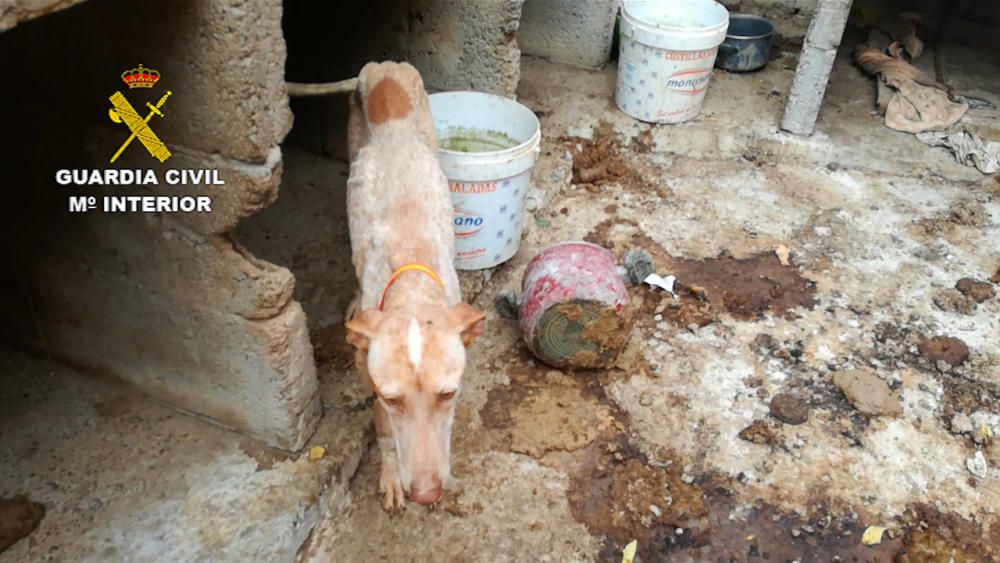 Rescatados 18 perros por maltrato en Santa Brígida
