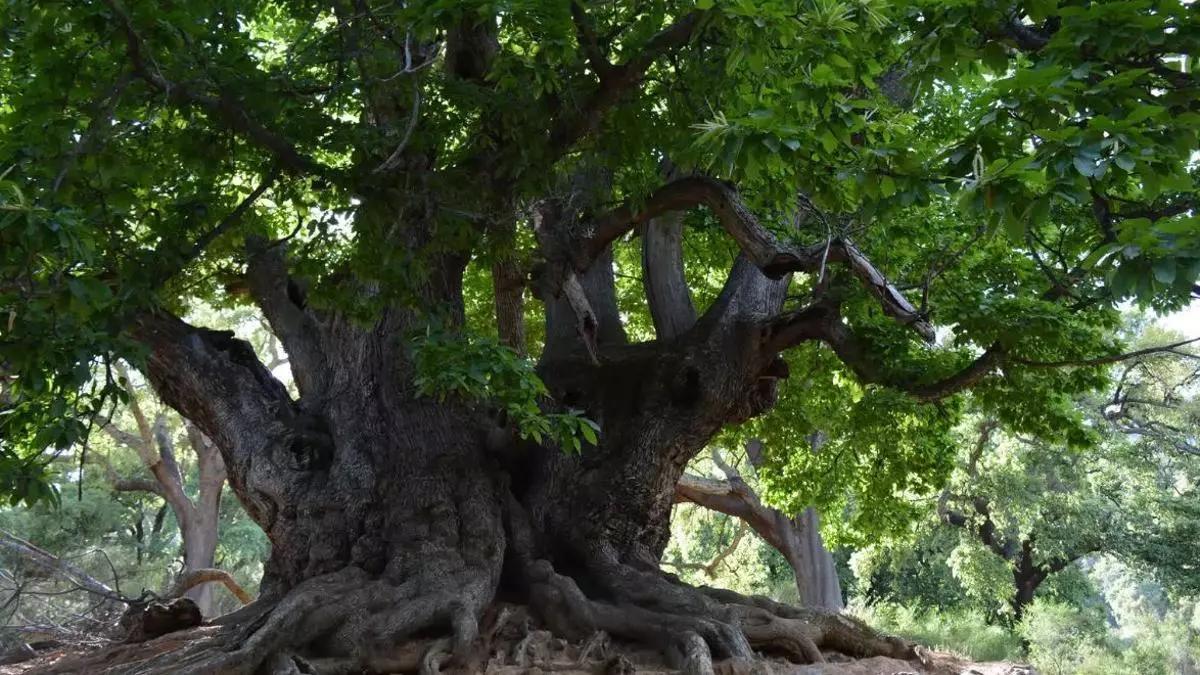 El Castaño Santo el árbol más antiguo de la Sierra de las Nievas.