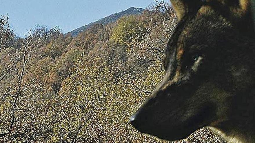 Un lobo observa el entorno . | J. A. G.