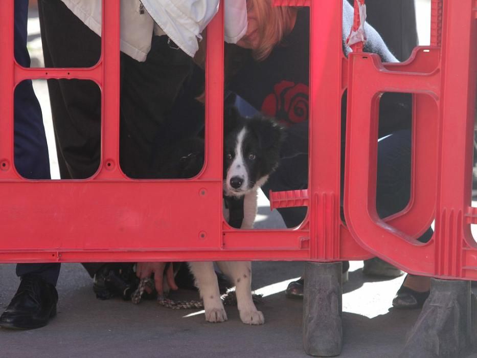 Los vecinos de Cartagena se han acercado junto a sus mascotas a recibir la bendición