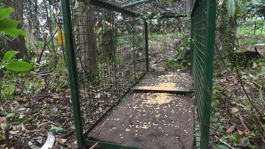 La Xunta instala en dos barrios las jaulas para atrapar a los jabalís ‘urbanitas’