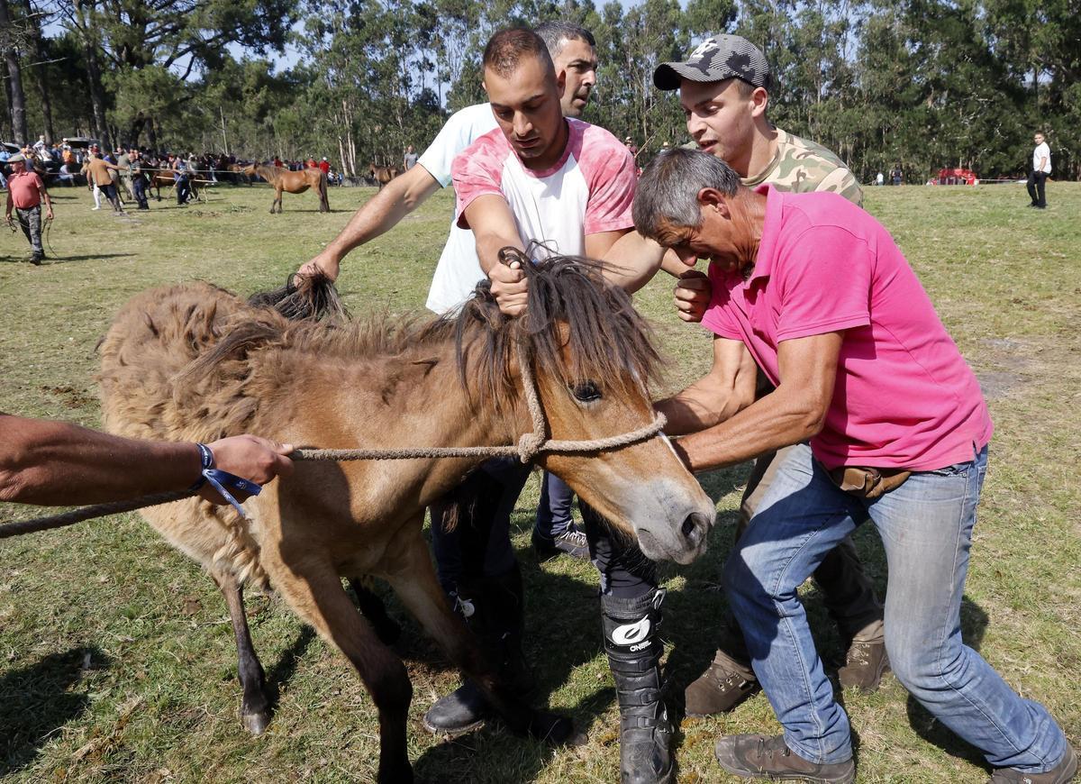 El curro de Mougás reúne a 550 caballos