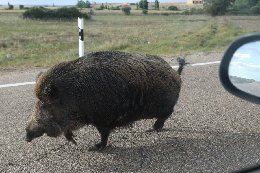 Un jabalí por la carretera de Pereruela