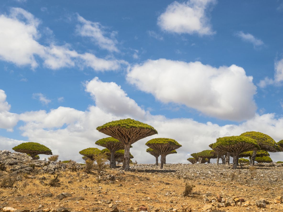 Árboles de sangre de dragón, Socotra