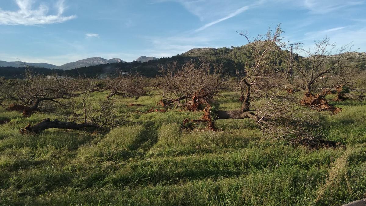 ASAJA presenta alegaciones al borrador de las Ayudas a la Replantación de cultivos afectados por Xylella