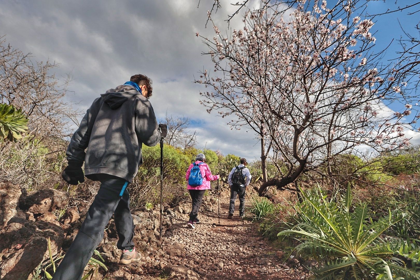 Rutas para disfrutar del almendro en flor organizadas por el Ayuntamiento de Santiago del Teide.