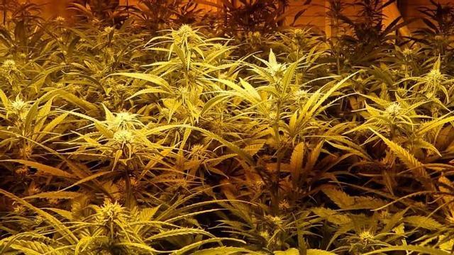 Una plantación de marihuana.
