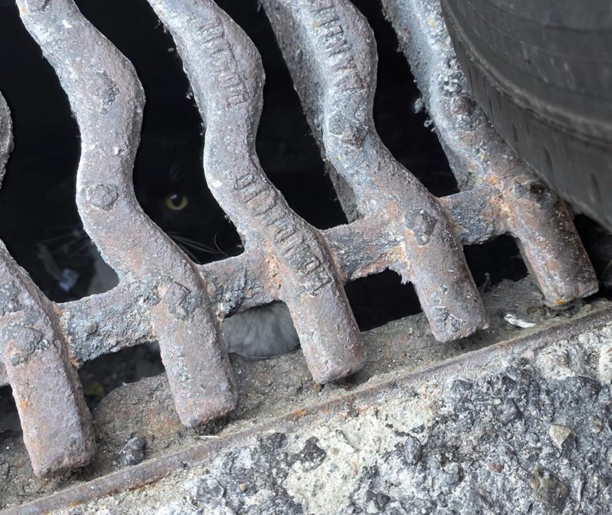 Una foto del animal, desde una de las rejillas de la calle.