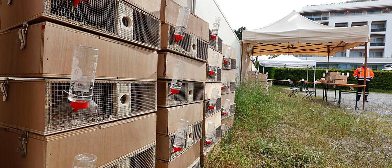 A la izquierda, las 200 trampas con cebo que prepararon los voluntarios de la campaña. A la derecha, la bióloga Antònia Maria Cirer durante su intervención. | J. A. RIERA