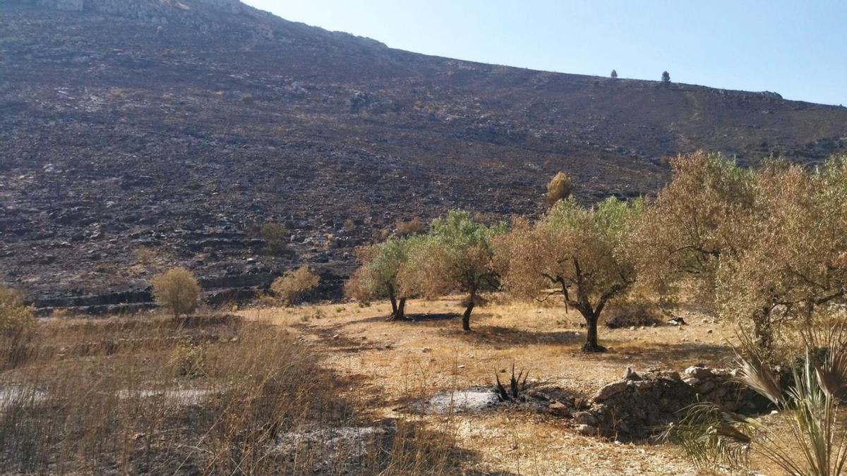 Un campo de olivos que ha frenado el avance del fuego en la zona de Pla de Petracos. | A. P. F.